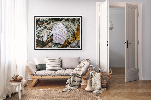 These white Flannel flowers were photographed in situ at Kattang Nature Reserve, near Dunbogan, NSW. They are visible against a dark shadowed, black background, and surrounded by green and brown ferns.