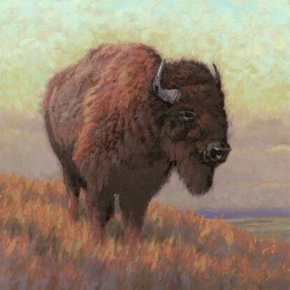 A solitary bison on the prairie.