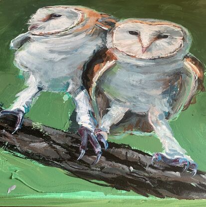 two barn owls on a branch