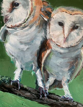 two barn owls on a branch