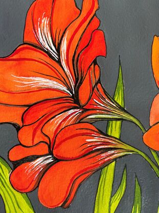 Orange Amaryllis lilies with charcoal background