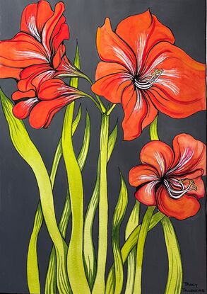 Orange Amaryllis lilies with charcoal background