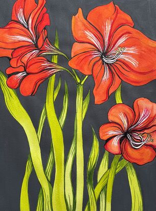 Orange Amaryllis lilies with charcoal background