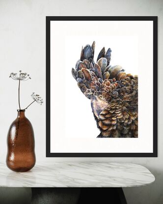 Black Cockatoo on White Background