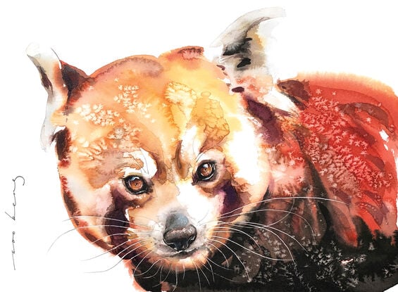 Red Panda with a coat red as autumn leaves and agility of a cat burglar.
