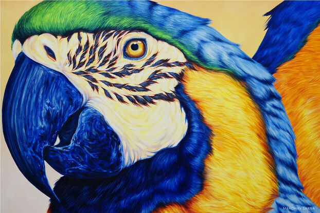 yelllow and blue macaw wildlife art by mahdhav sarna