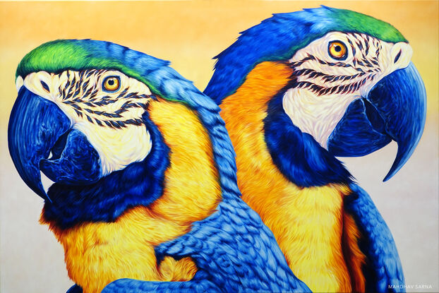 yelllow and blue macaw wildlife art by mahdhav sarna