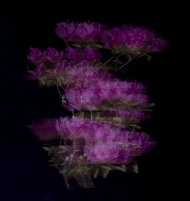 A studio photograph of a branch of Rhododendron in bloom, with movement and stillness seen.