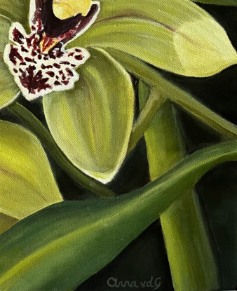 Three green orchid flowers with Maroon and white centres and dark background 