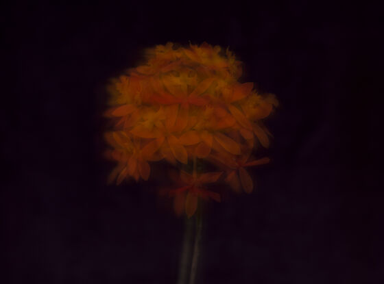 Photograph of an orange Crucifix Orchid which is moving.