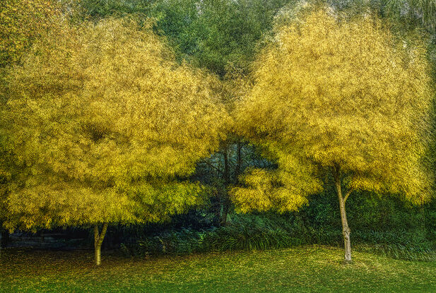 Trees in Autumn. Melbourne Victoria.