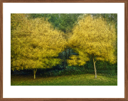 Trees in Autumn. Melbourne Victoria.