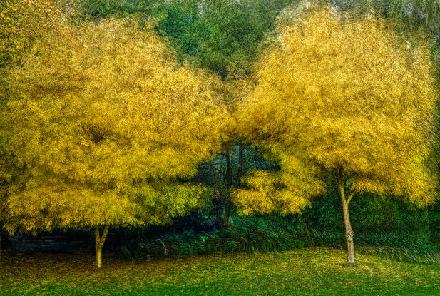 Trees in Autumn. Melbourne Victoria.