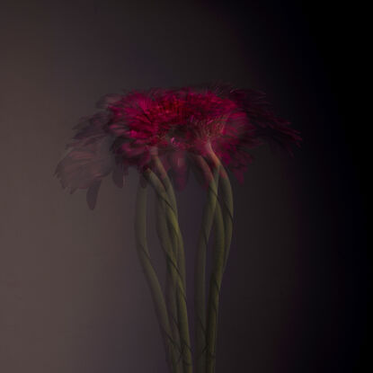 Photograph of a Gerbera in motion.