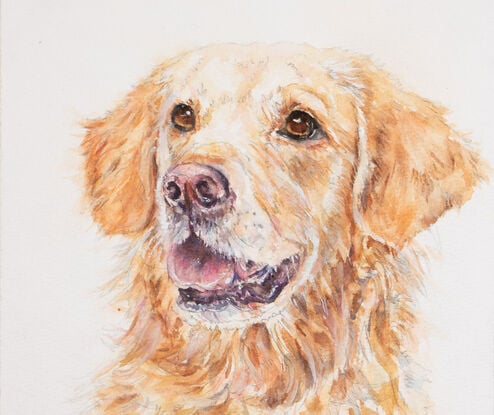 Original Watercolour Painting of a happy Golden Retriever dog. 