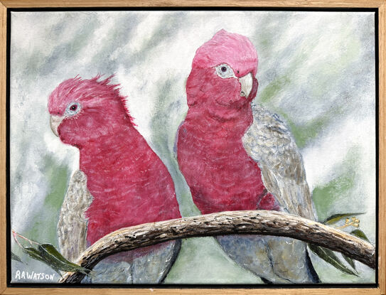 Two iconic galahs sitting on a branch.