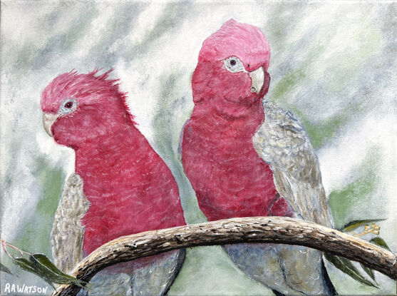 Two iconic galahs sitting on a branch.