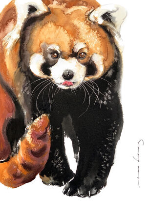 Red panda strides confidently toward the viewer, its tongue playfully sticking out in a cheeky display of personality. 