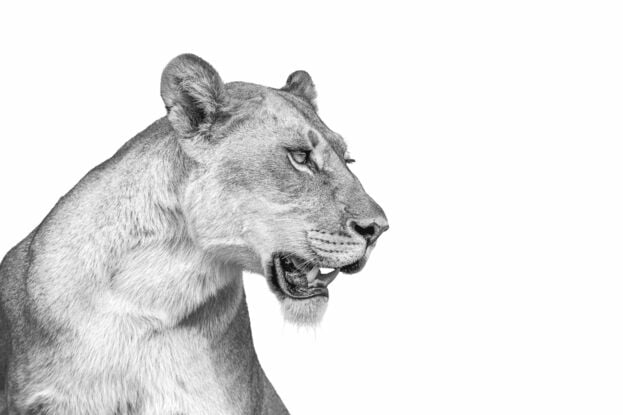 Explore 'Regal Focus,' a striking black-and-white minimalist art print by John Wiseman, featuring a lioness captured in mid-expression, embodying strength and grace. This fine art piece is part of a simple yet powerful series showcasing the elegance of nature in a clean, modern style. Perfect for those seeking bold, wildlife-inspired art for contemporary spaces.