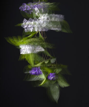 A photograph depicting a branch of Brunfelsia in bloom in motion.