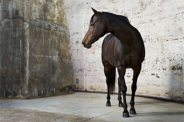 brown horse standing looking away with an urban background