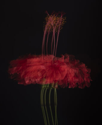 Photograph of a red Hibiscus flower in motion.