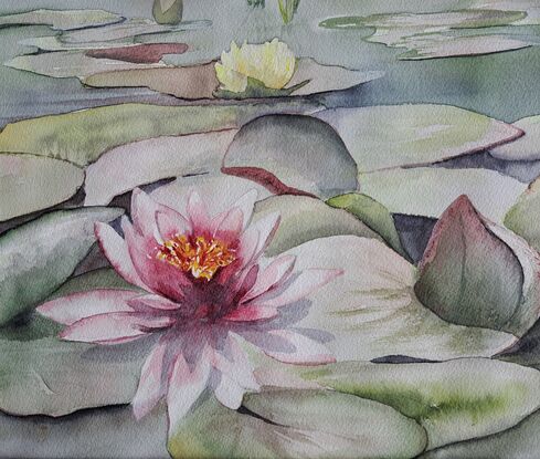 Surface of a pond with pink waterlilies & floating leaves. Greenish grey colours.