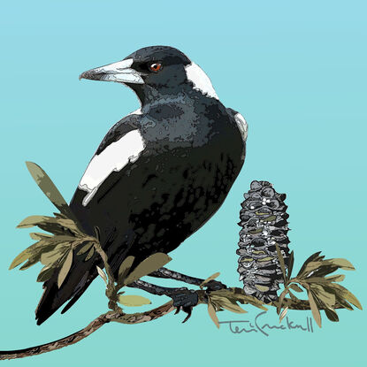 a branch of Banksia  with a seed cone  run through the lower 1/3 of the artwork, the magpie is perched on the branch  looking to the left. the sky in the background is blue.