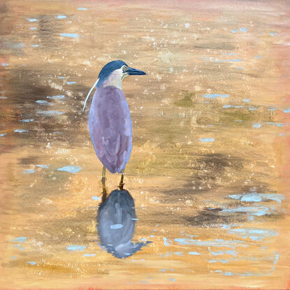 A Nankeen Night Heron stands reflected in golden water 