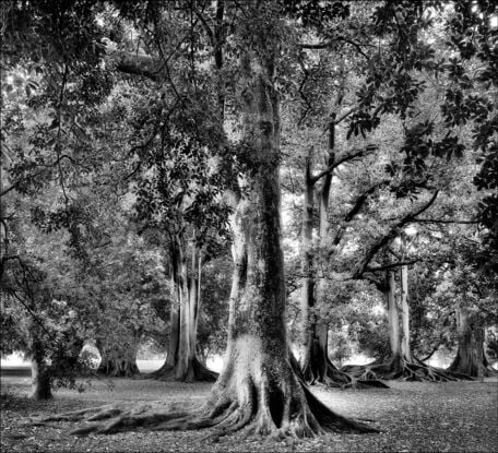 A stand of Oak Trees at the Adelaide Botanic Gardens.