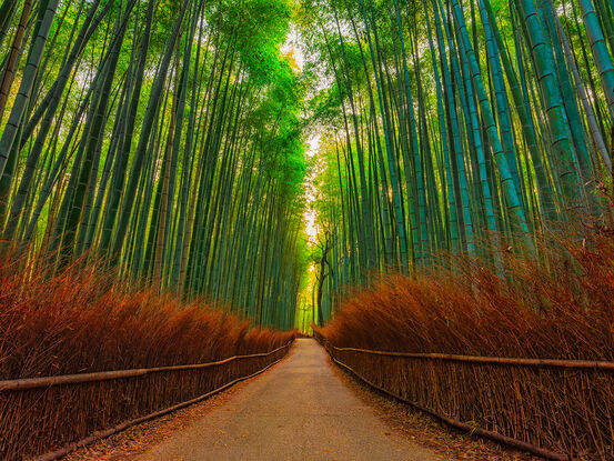 Bamboo forest japan