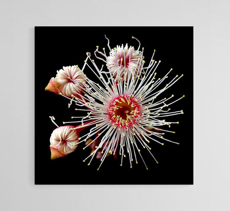 pink eucalyptus blossoms in extreme close up on a black background - Australian flower wall art print - Still life fine art photography by Nadia Culph