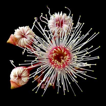 pink eucalyptus blossoms in extreme close up on a black background - Australian flower wall art print - Still life fine art photography by Nadia Culph