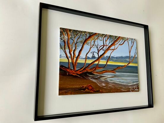 Australia coast sunrise and glowing mangrove tree