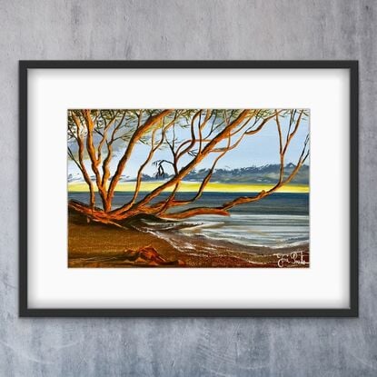 Australia coast sunrise and glowing mangrove tree