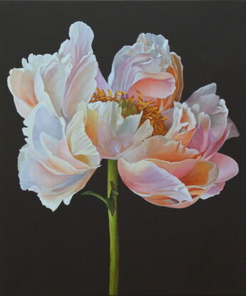 Single stemmed peach colored peony on black background.