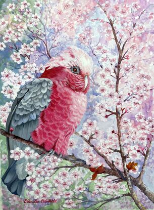 A Beautiful pink Galah, her feathers softly ruffled by a gentle breeze, is perched on the branch of a prunis tree, smothered in delicate pink and white blossoms. Spring is definitely in the air in this painting, a burst of nature at it's best.