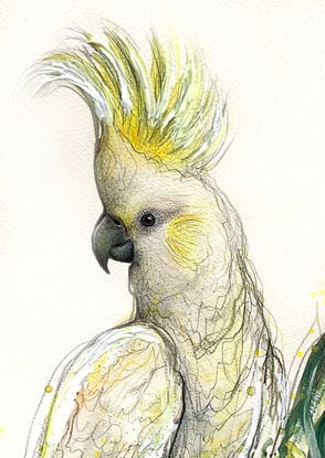 A mixed media painting of an Australian cockatoo in a wattle tree, by Sydney bird artist Leni Kae. The cockatoo sits with its crest up as a symbol of embracing the joy and happiness of the new season. 