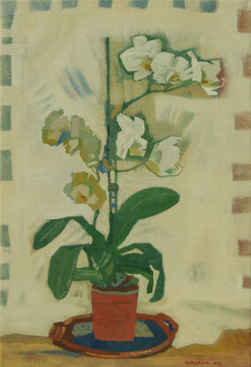 White orchid in a red terracotta pot