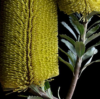 Yellow Banksia flowers on a black background - Flower still life print - Floral wall art - Photography by Nadia Culph