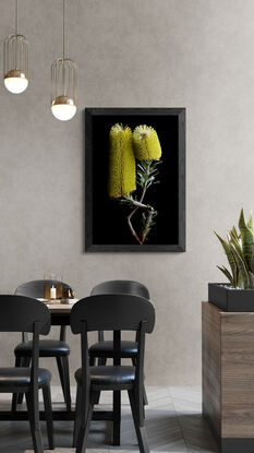 Yellow Banksia flowers on a black background - Flower still life print - Floral wall art - Photography by Nadia Culph