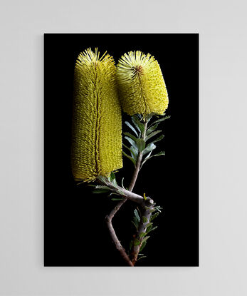 Yellow Banksia flowers on a black background - Flower still life print - Floral wall art - Photography by Nadia Culph