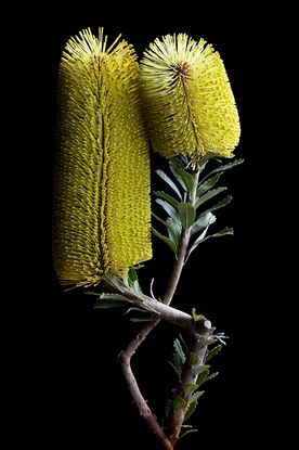 Yellow Banksia flowers on a black background - Flower still life print - Floral wall art - Photography by Nadia Culph