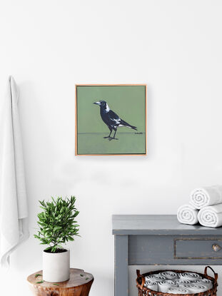 Australian black and white Magpie standing in front of a crisp modern green background