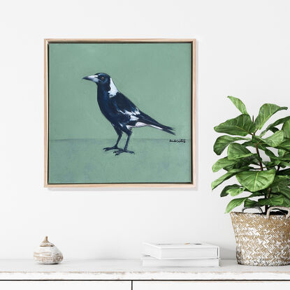 Australian black and white Magpie standing in front of a crisp modern green background