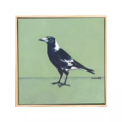 Australian black and white Magpie standing in front of a crisp modern green background