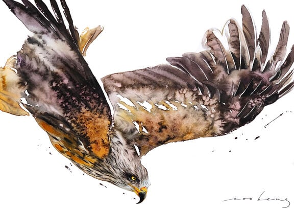 With a dramatic display of its crimson feathers, the red kite descends with sharp, controlled grace. 