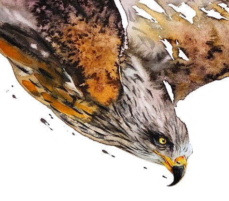 With a dramatic display of its crimson feathers, the red kite descends with sharp, controlled grace. 