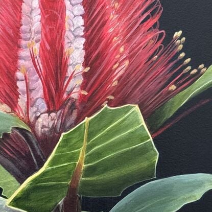 This is a detailed painting of a red and pink Banksia flower with vibrant green leaves against a black background. The intricate details make it a striking piece.