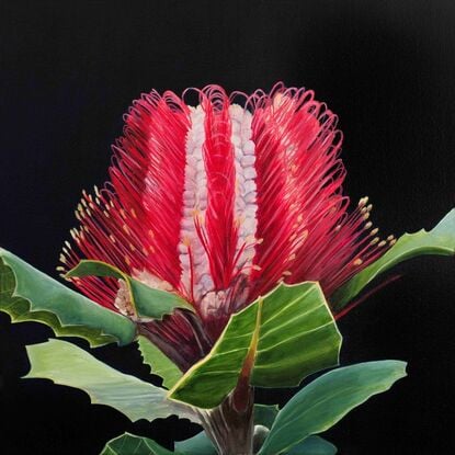 This is a detailed painting of a red and pink Banksia flower with vibrant green leaves against a black background. The intricate details make it a striking piece.